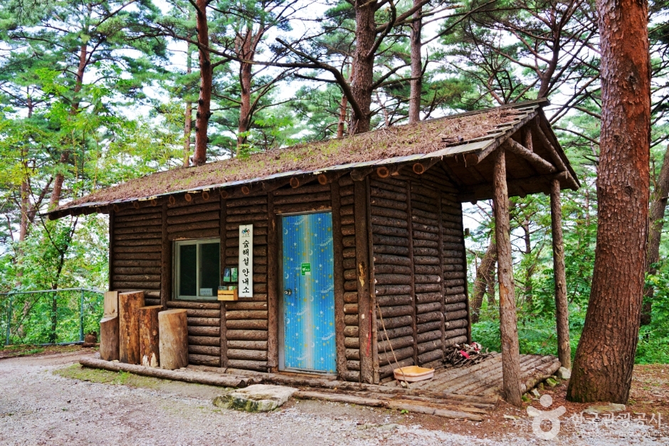 봉화 서벽금강소나무숲 이미지 4