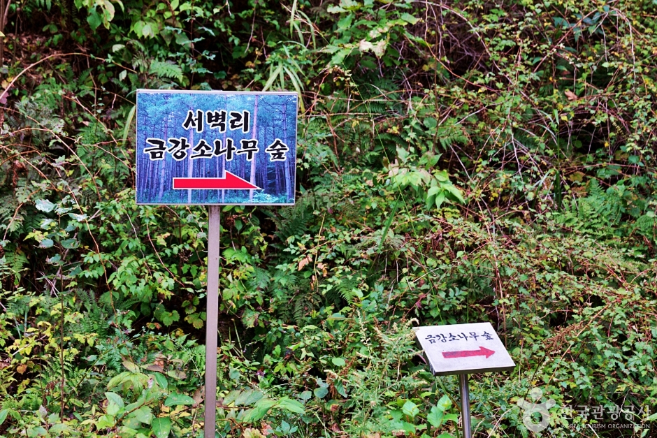 봉화 서벽금강소나무숲 이미지 5