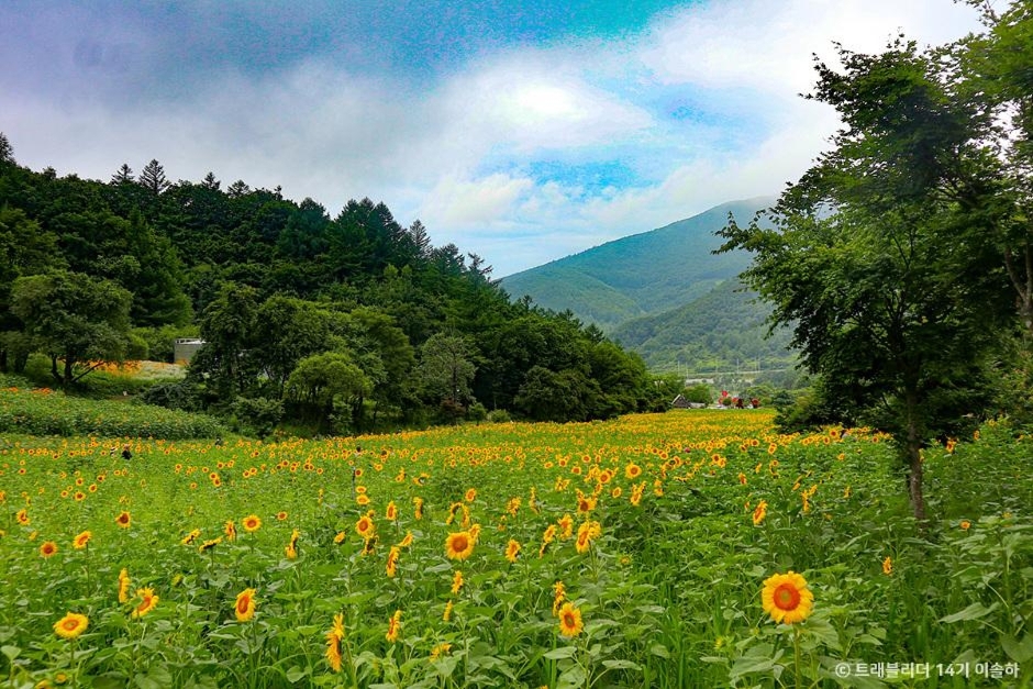 태백 구와우마을 (고원자생식물원) 이미지 1