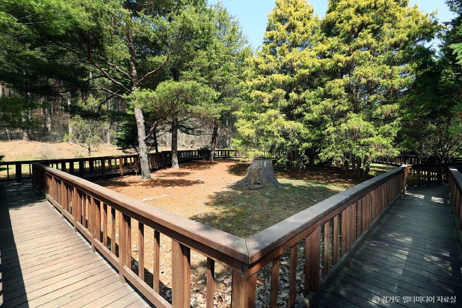 포천 국립수목원 광릉숲 이미지 3