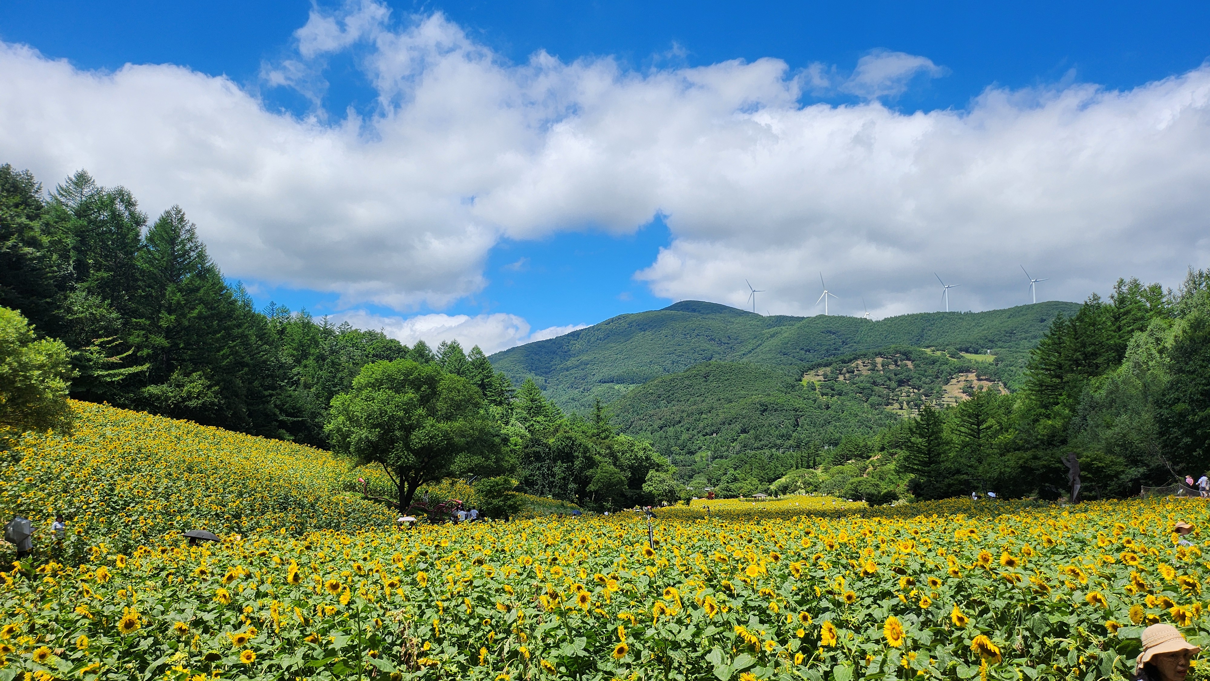 태백 구와우마을 (고원자생식물원) 이미지 3