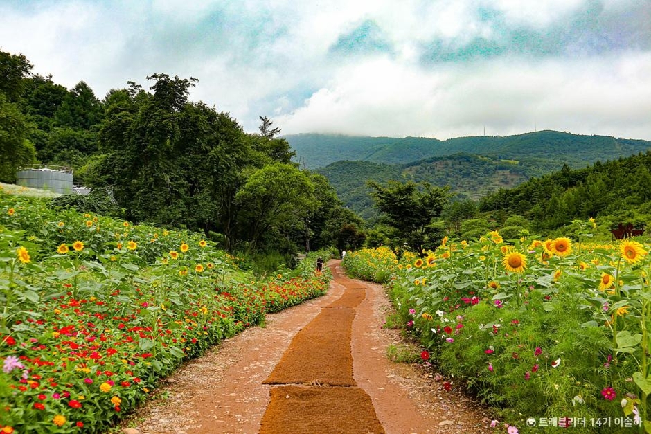 태백 구와우마을 (고원자생식물원) 이미지 2