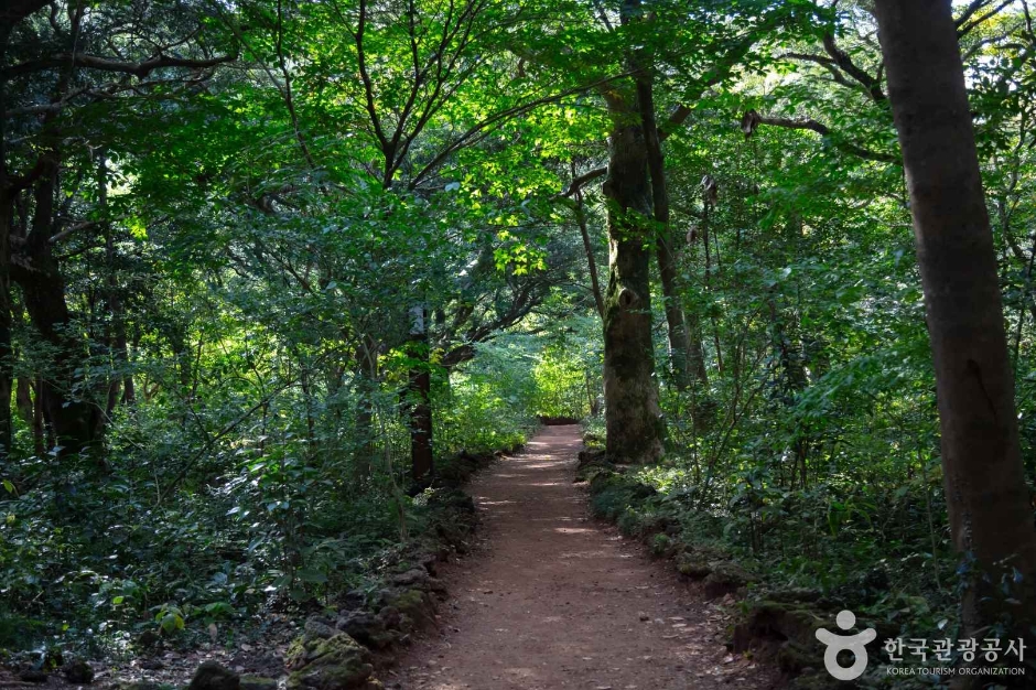 비자림 이미지 3