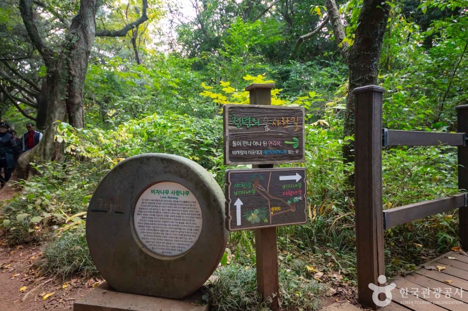 비자림 이미지 6