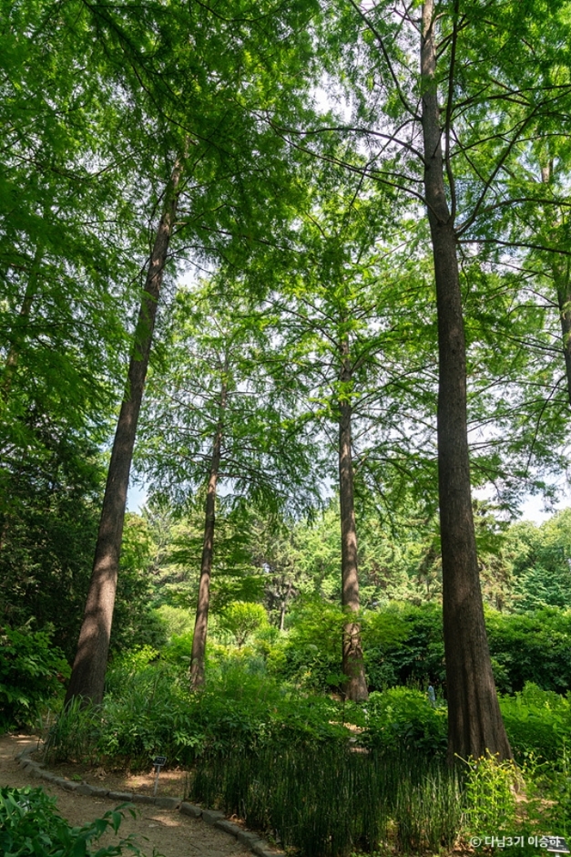 홍릉숲 이미지 3
