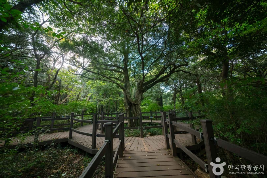 비자림 이미지 5