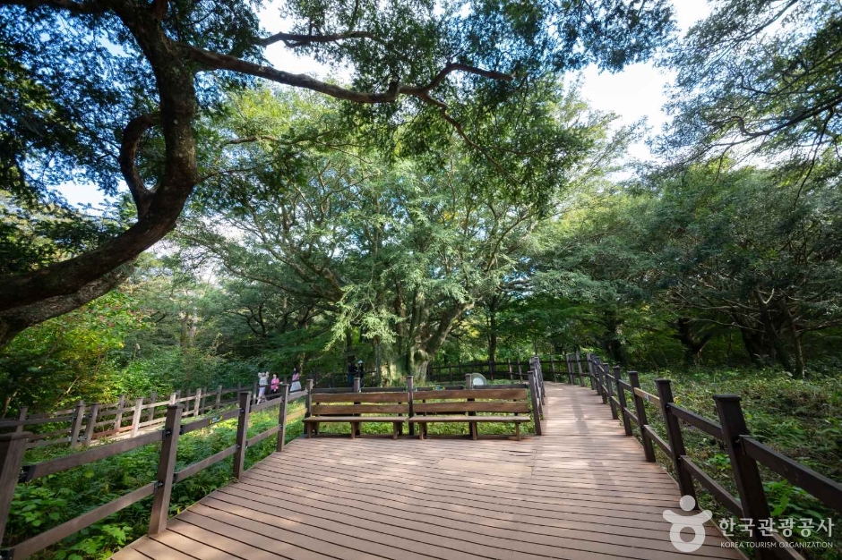 비자림 이미지 7