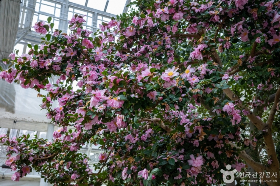 창경궁대온실 이미지 6