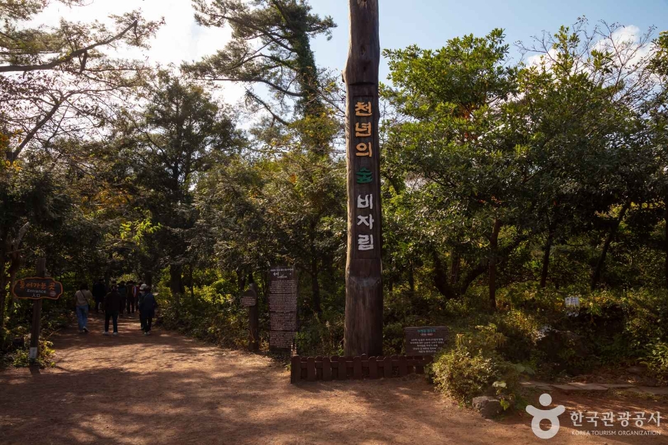 비자림 이미지 1