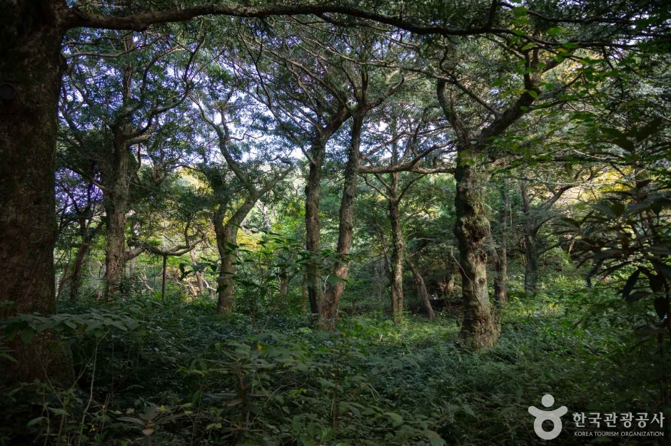 비자림 이미지 2