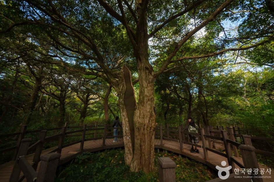 비자림 이미지 4