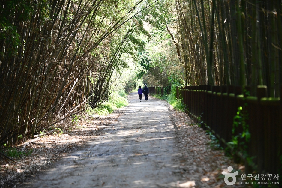 담양 습지 _영산강 8경 이미지 1