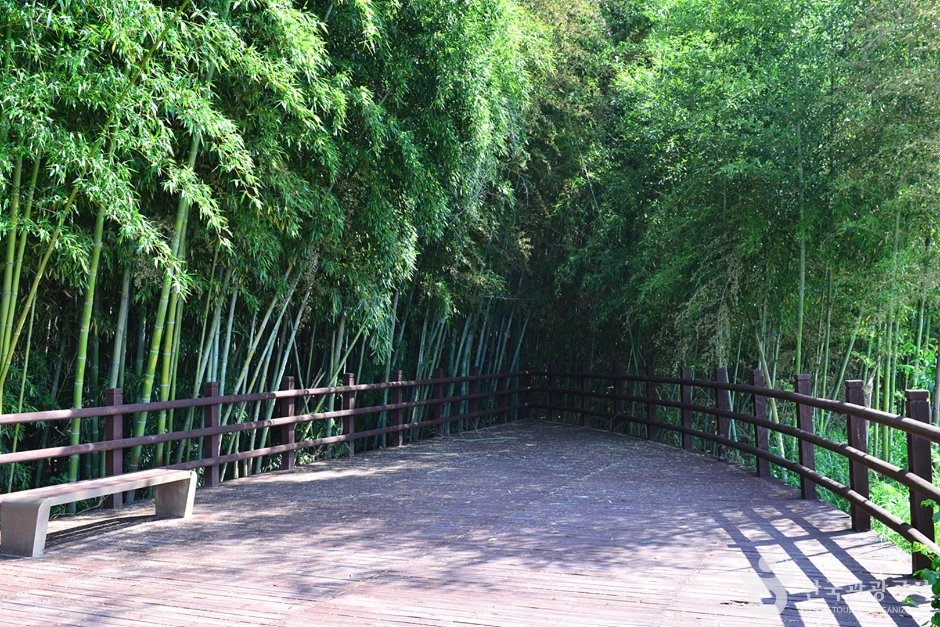 담양 습지 _영산강 8경 이미지 4