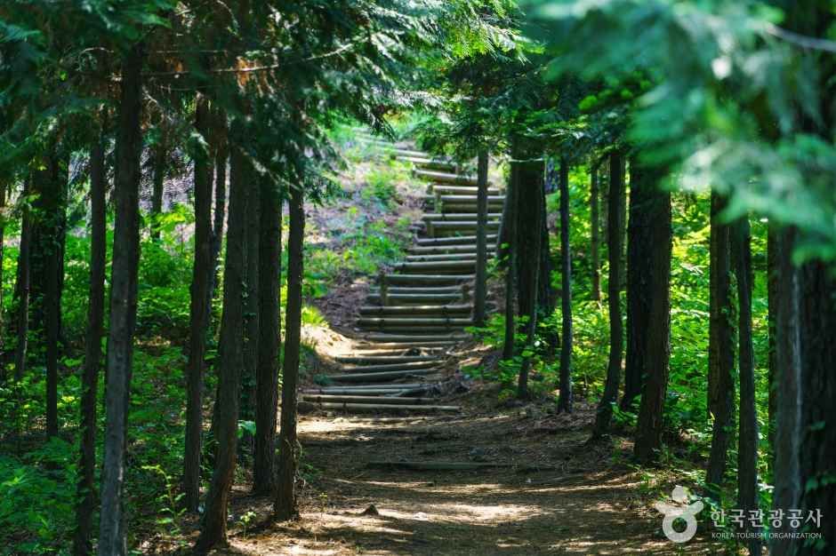 용인 자연휴양림 이미지 5