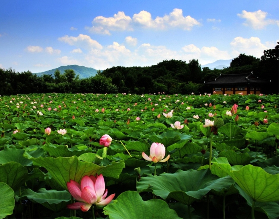경남 함양 상림공원_천년의 숲 이미지 10