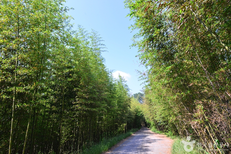 담양 습지 _영산강 8경 이미지 5