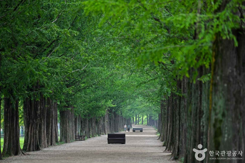 담양 메타세쿼이아길 이미지 1