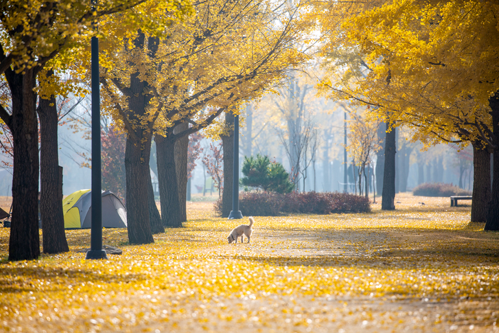 강천섬 유원지 이미지 1