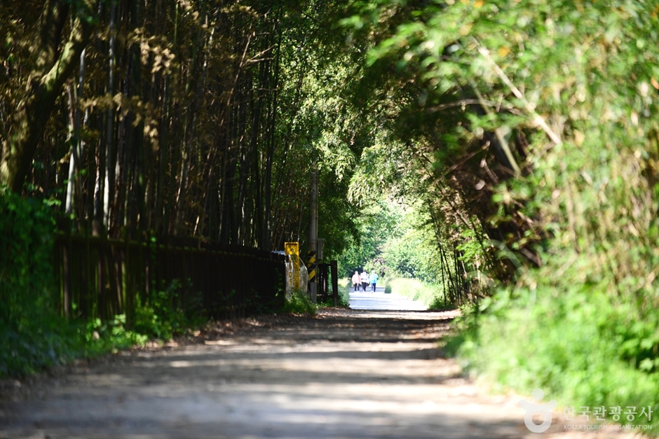 담양 습지 _영산강 8경 이미지 7