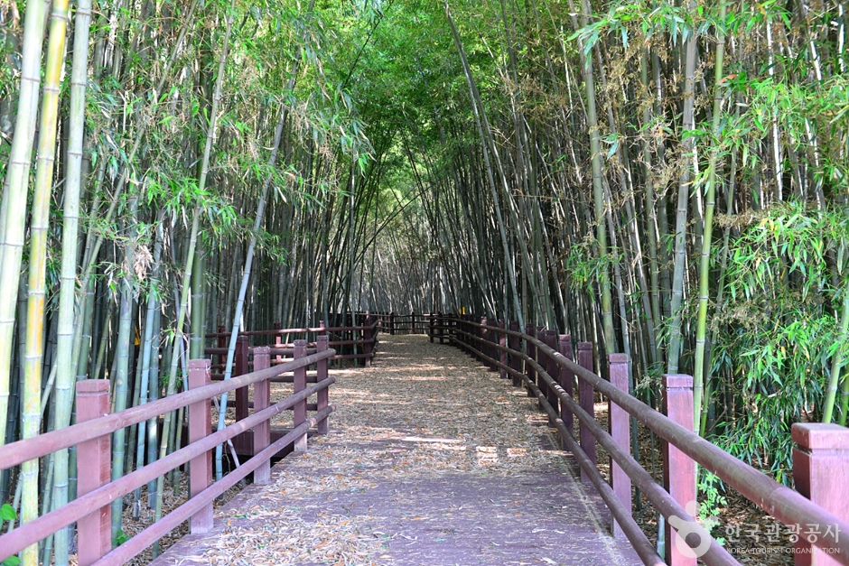 담양 습지 _영산강 8경 이미지 2