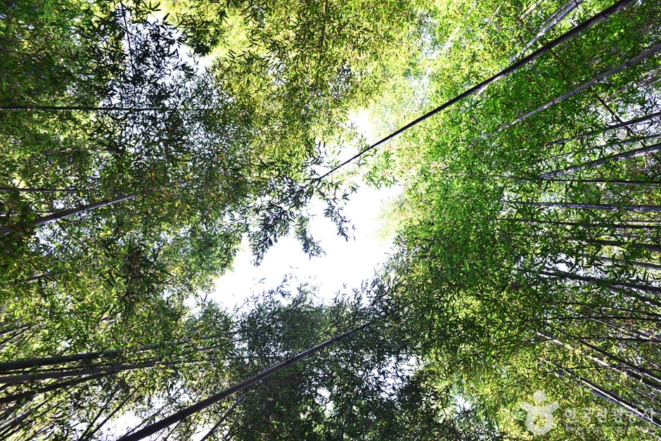 담양 습지 _영산강 8경 이미지 3